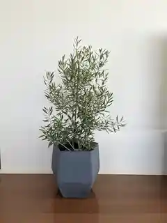 観葉植物 オリーブの木 8号 チプレッシーノ ソンク シリンダー