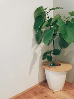 観葉植物 フィカス ウンベラータ 【お祝いにおすすめ】8号
