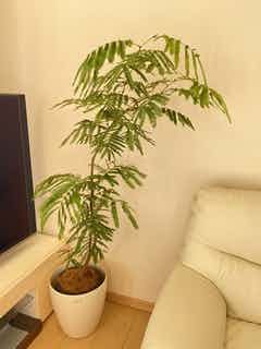 観葉植物 エバーフレッシュ 8号 曲り バスク ミドル ホワイト