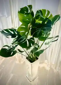 観葉植物 モンステラ 7号 ボサ造り 角高陶器 | 観葉植物ならHitoHana
