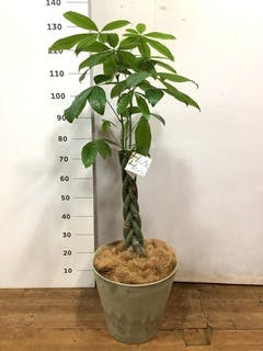 観葉植物 パキラ 8号 ねじり エコストーンGray 付き | 観葉植物ならHitoHana(ひとはな)