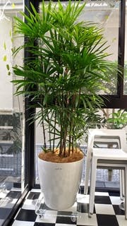 観葉植物 シュロチク（棕櫚竹） 10号 ベータ キューブプランター