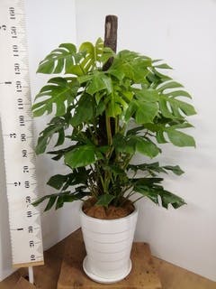 観葉植物 モンステラ