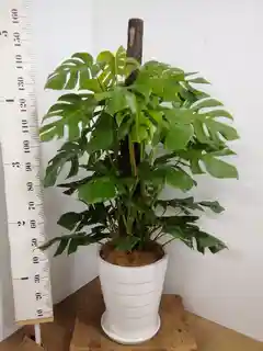 観葉植物 モンステラ 10号 ヘゴ柱 ウッドプランター 付き | 観葉植物 