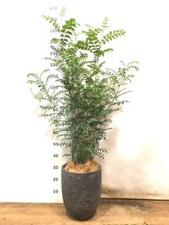 観葉植物 シマトネリコ 8号 ベータ キューブプランター 黒 付き | 観葉