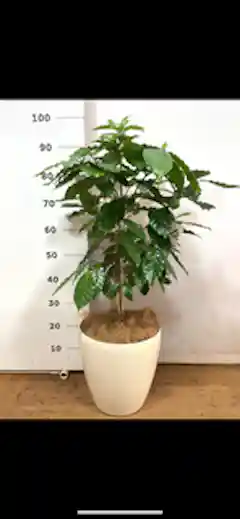 観葉植物 コーヒーの木 8号 プラスチック鉢 | 観葉植物ならHitoHana