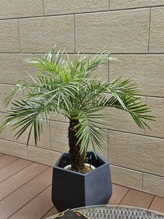 観葉植物 フェニックスロベレニー 8号 ベータ キューブ