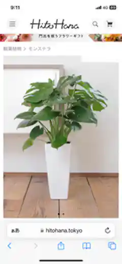 観葉植物 モンステラ 7号 ボサ造り 角高陶器 | 観葉植物ならHitoHana