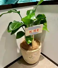 観葉植物 オーガスタ 8号 プラスチック鉢 | 観葉植物ならHitoHana(ひと