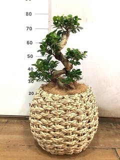 観葉植物 ガジュマル 8号 プラスチック鉢 | 観葉植物なら