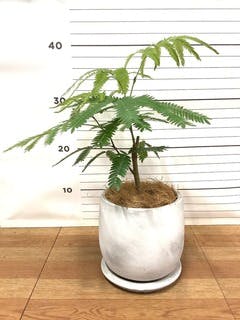 【引き取り限定】破格！エバーフレッシュ 約1.3m観葉植物 引き取り限定】破格！エバーフレッシュ 約1.3m観葉植物 - メルカリ