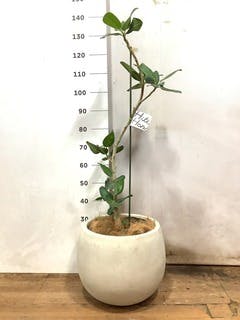 観葉植物 フィカス ベンガレンシス 8号 曲り プラスチック鉢 | 観葉