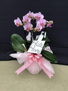 ミニ胡蝶蘭 ピンク 2本立ち ウッド(茶)鉢付き | 胡蝶蘭ならHitoHana