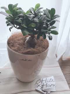 観葉植物 ガジュマル 6号 プラスチック鉢 | 観葉植物ならHitoHana(ひと