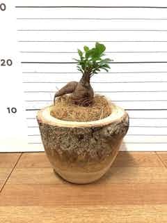 観葉植物 ガジュマル 3号 股仕立て レーナ 15 Y イエロー 付き | 観葉