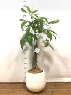 観葉植物 パキラ 8号 ねじり エコストーンwhite 付き | 観葉植物なら