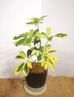 観葉植物 カポック（シェフレラ） 4号 斑入り オーセ 1 W ホワイト