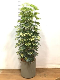観葉植物 シェフレラ 【170cm】 9号 プラスチック鉢 #70764 ※1都3県