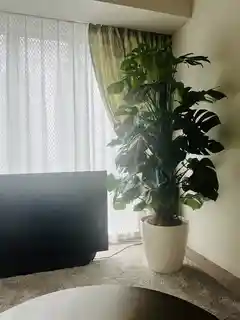 観葉植物 モンステラ【180cm】10号 幹立ち プラスチック鉢 #69644 ※1都