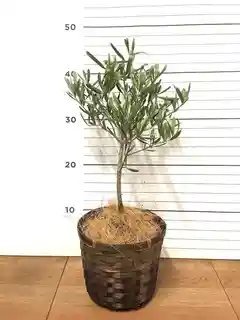観葉植物 オリーブの木 3号 創樹プラスチック鉢 | 観葉植物なら