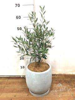 観葉植物 フェイジョア【185cm】11号 創樹トライアンフ プラスチック鉢
