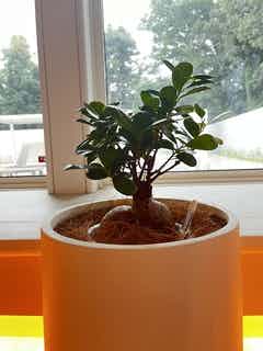 観葉植物 ガジュマル 6号 プラスチック鉢 | 観葉植物ならHitoHana(ひと