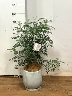 観葉植物 シマトネリコ 6号 プラスチック鉢 | 観葉植物ならHitoHana