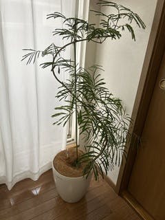 エバーフレッシュ | 観葉植物の通販ならHitoHana（ひとはな）