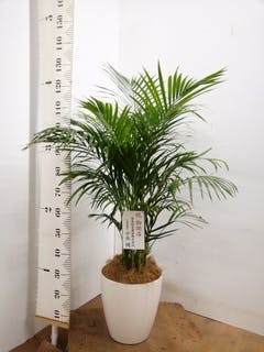 観葉植物 アレカヤシ 8号 プラスチック鉢 | 観葉植物なら