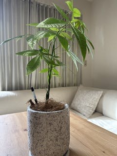 観葉植物 パキラ 4号 ねじり クラッツ ウロ ホワイト 付き