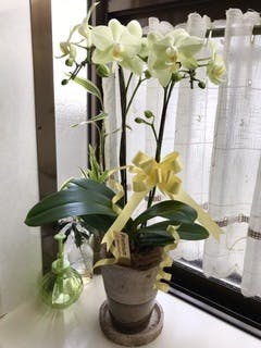 ミディ胡蝶蘭 イエロー ナオミゴールド 5.5号 3本立ち | 胡蝶蘭