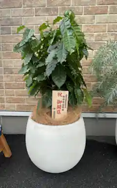 観葉植物 コーヒーの木 8号 プラスチック鉢 | 観葉植物ならHitoHana
