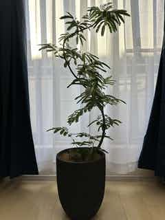 沖縄産】252. エバーフレッシュ 曲がり 8号鉢 観葉植物 大型
