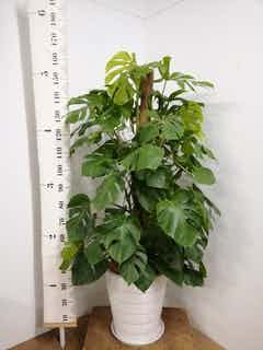 観葉植物 モンステラ【180cm】10号 幹立ち プラスチック鉢 #69644 ※1都