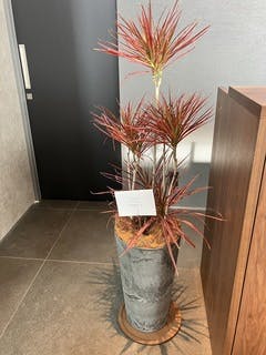 ドラセナ コンシンネ スカーレットアイビス 1点もの | 観葉植物通販