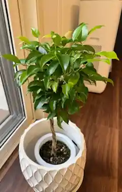 フィカス ベンジャミン 10号 | 観葉植物 | インテリアやギフトに