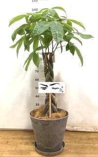 観葉植物 パキラ 8号 ねじり アートストーン ラウンド グレー 付き