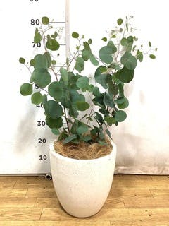 ユーカリ グニー | 観葉植物 | インテリアやギフトに - Hitohana（ひと