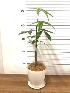 パキラ　ねじり　4【現品】観葉植物　室内　大型 観葉植物 パキラ 4号 ねじり ラーケルシリンダー 15 ゴールド
