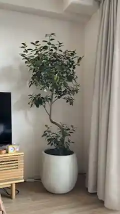 フランスゴムの木 8号 | 観葉植物 | 送料無料でお届け - Hitohana
