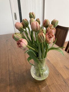 産地直送 チューリップ花束 ピンクマジック（20本入り）／富山 富山県