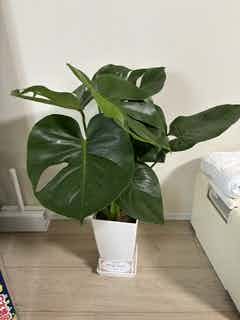 モンステラ 1点もの | 観葉植物 | 送料無料でお届け - Hitohana