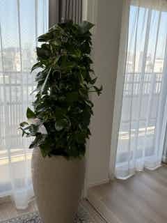 家栽の人 ポトス (My First Big SPECIAL) 観葉植物 ポトス 8号 ラッシュバスケット Natural 付き | 観葉