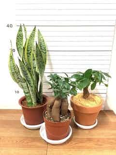観葉植物 初心者セット | HitoHana（ひとはな）