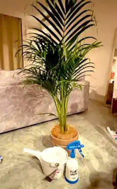 アレカヤシ 大型 | 観葉植物通販HitoHana(ひとはな)