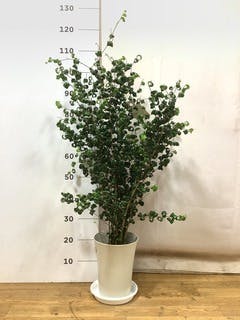 観葉植物 フィカス ベンジャミン 7号 バロック プラスチック鉢 | 観葉