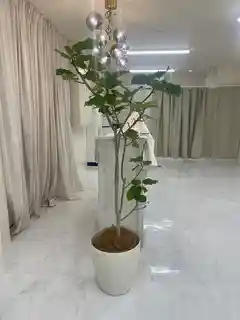 観葉植物 フィカス ウンベラータ 10号 ノーマル ビアスアルトエッグ 