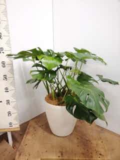 観葉植物 モンステラ 8号 ボサ造り ラスターポット 付き | 観葉植物