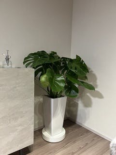 モンステラ 8号 | 観葉植物 | インテリアやギフトに - Hitohana（ひと