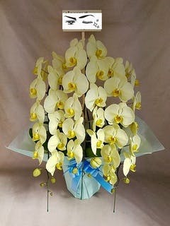 淡い黄色のランの花胡蝶蘭大輪花付き5鉢 胡蝶蘭大輪 黄色 アポロン 5本立ち 55輪〜63輪前後 | 胡蝶蘭なら